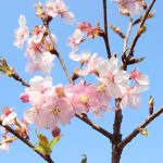「ふれあいの旅」開催のご案内